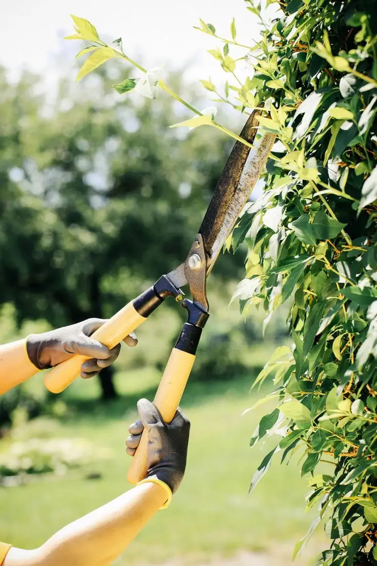 Home the best hedge trimmers for your garden—2024 reviews